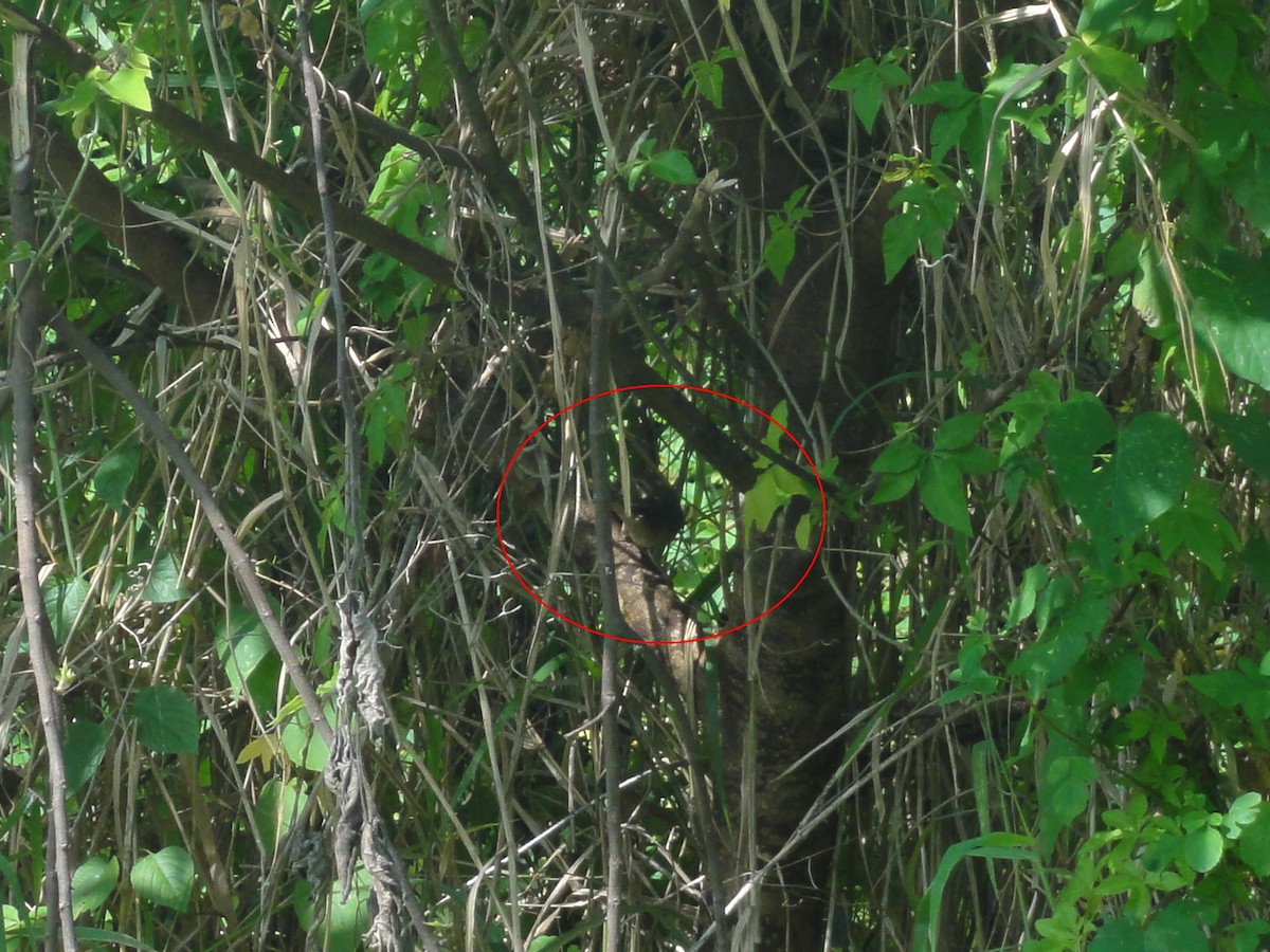 Manchurian Bush Warbler - jason wu
