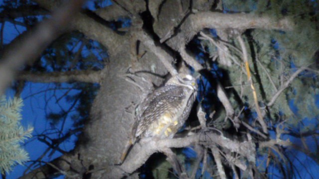Spotted Owl - Mackenzie Goldthwait