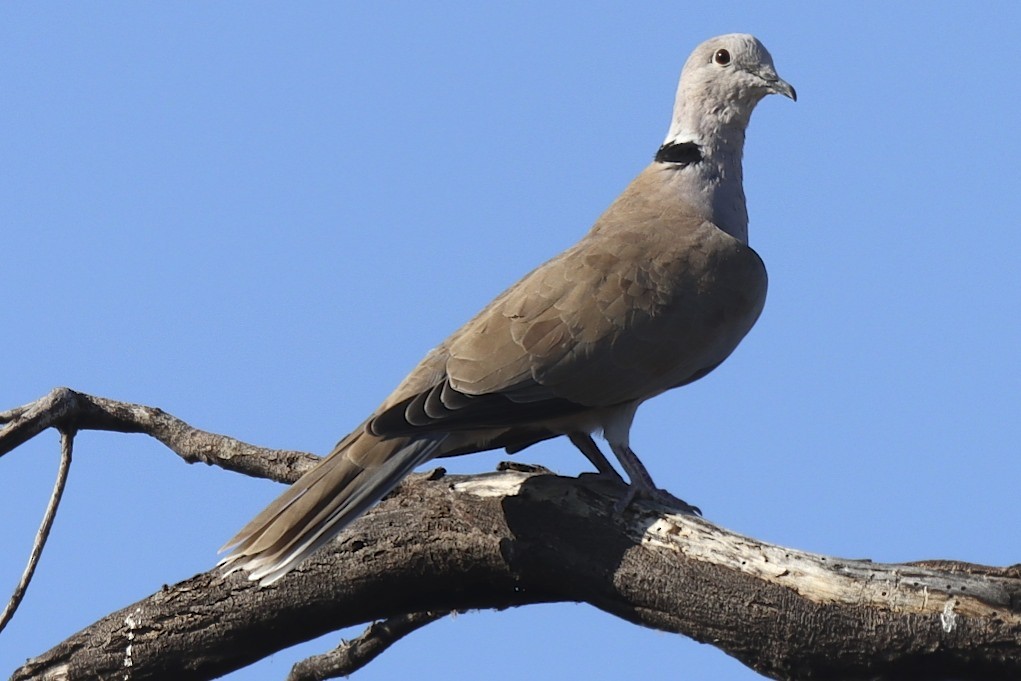 Eurasian Collared-Dove - robert bowker