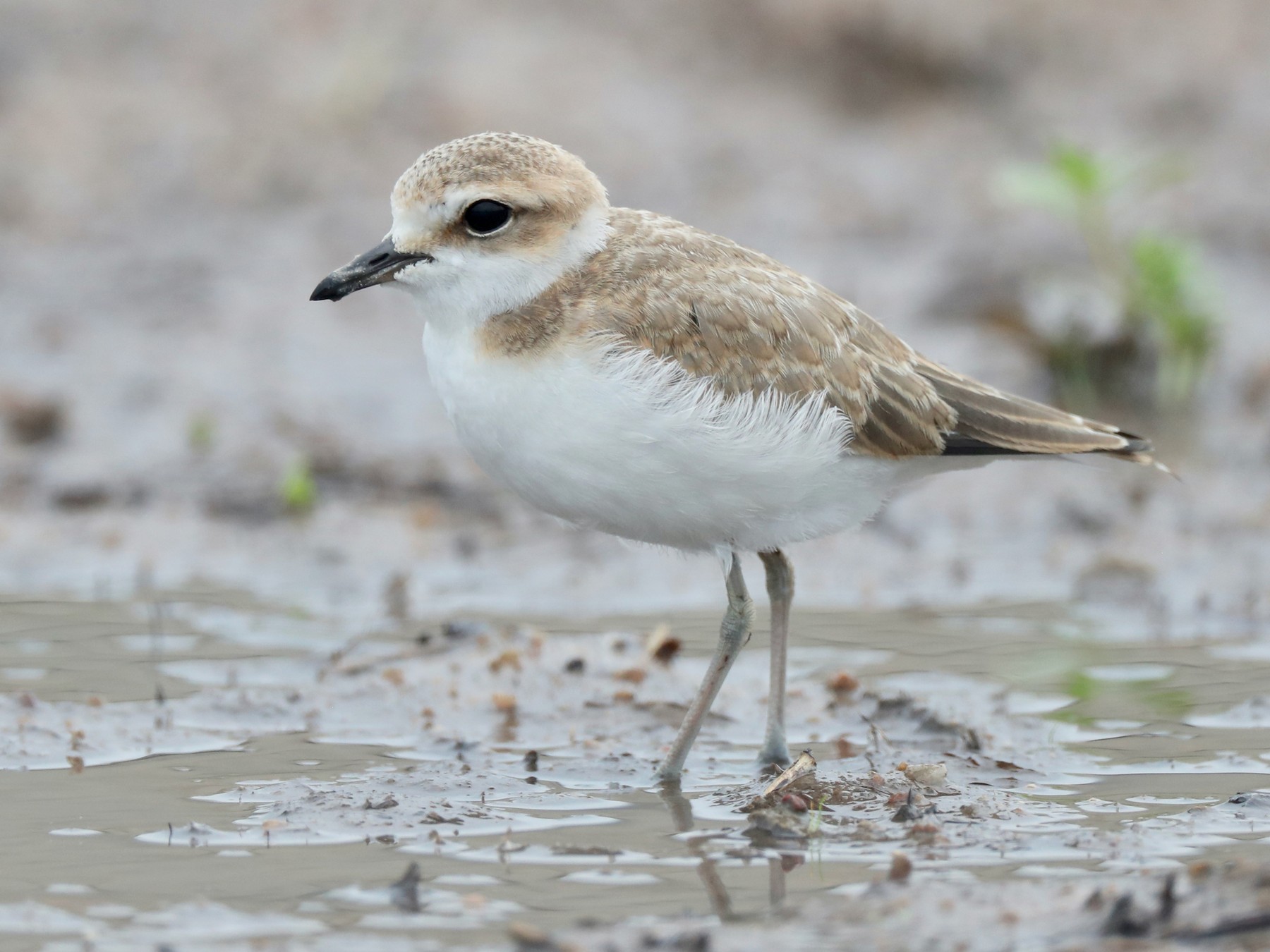 White-faced Plover - Ting-Wei (廷維) HUNG (洪)