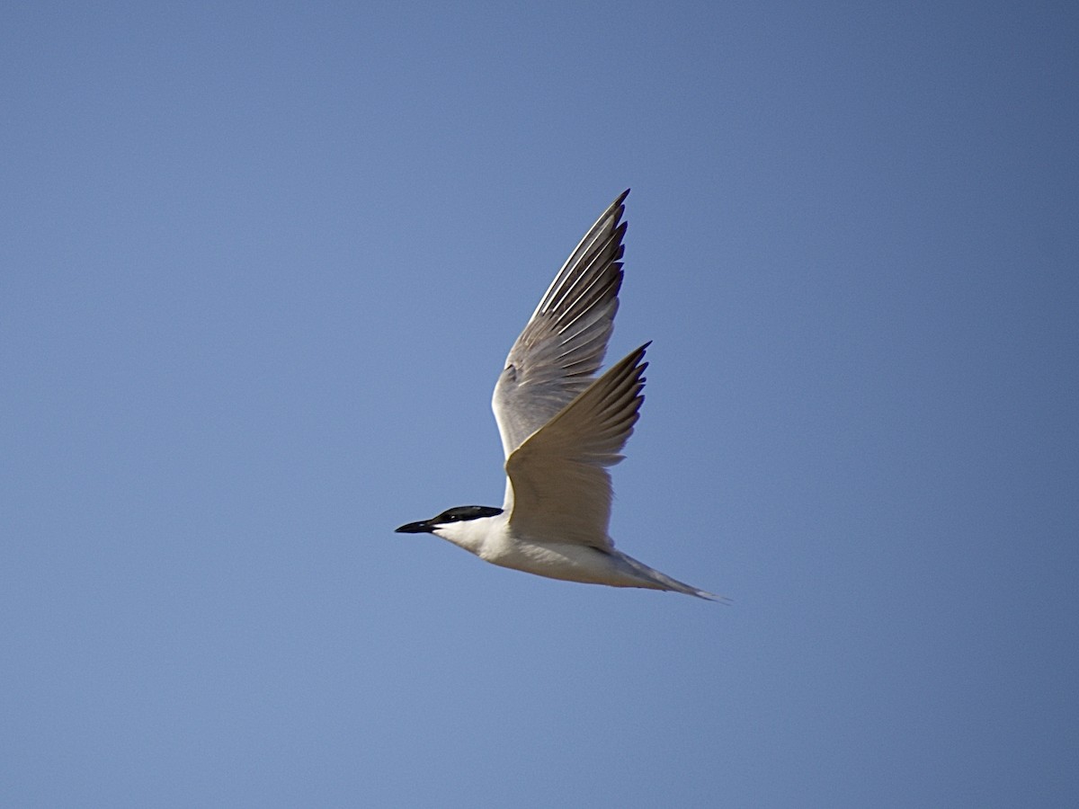 Gull-billed Tern - Juanjo Cipriano