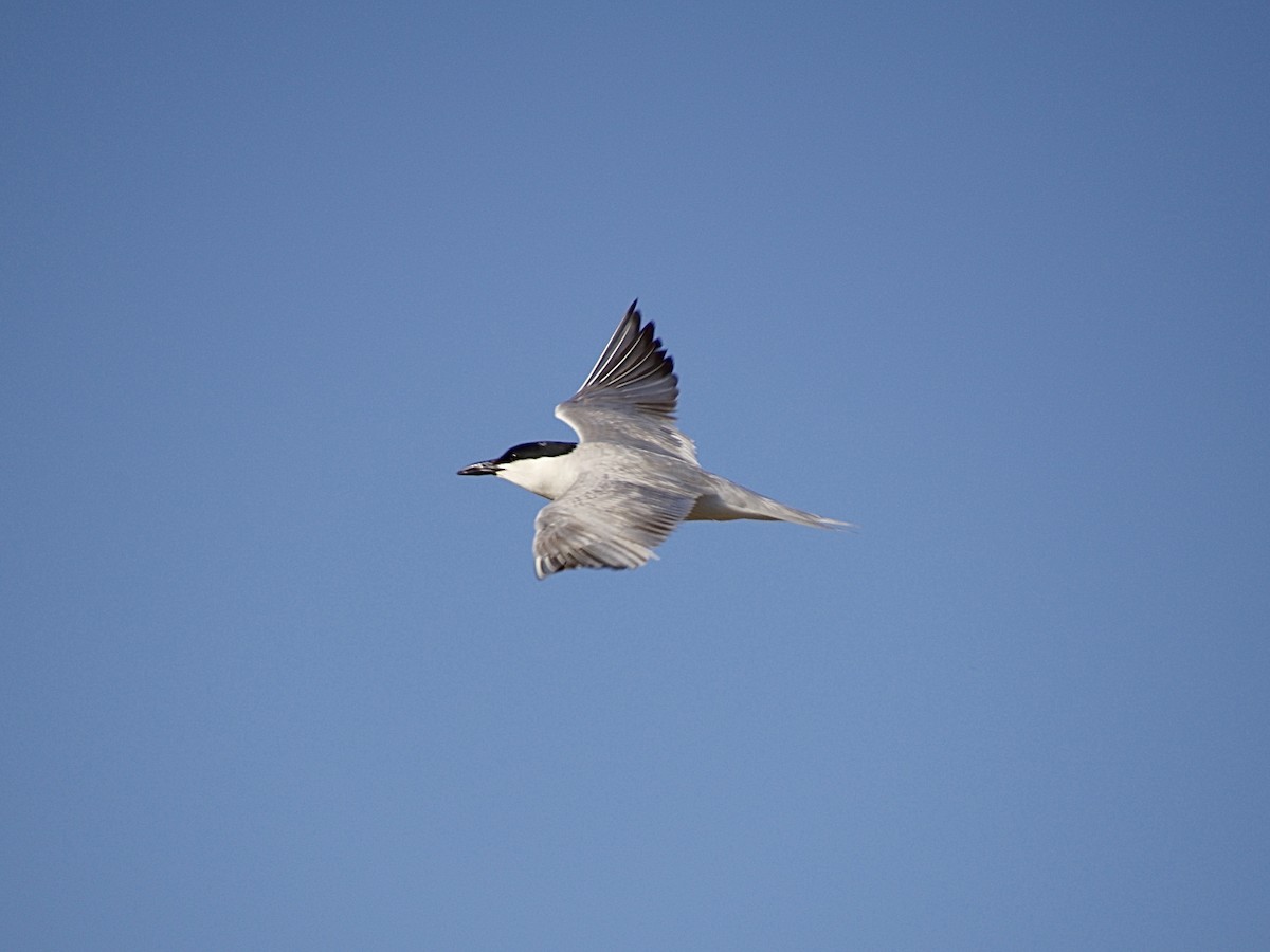 Gull-billed Tern - Juanjo Cipriano