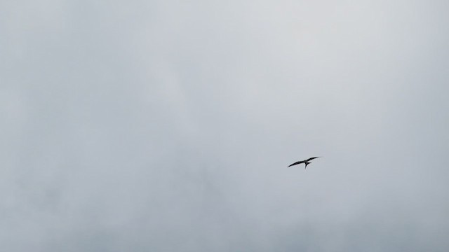 Swallow-tailed Kite - ML253674301