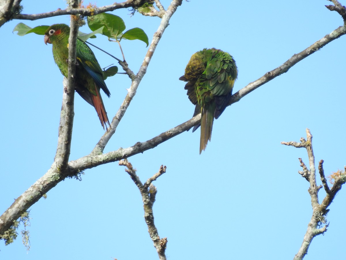 Sulphur-winged Parakeet - Sisgo Rachith Acuña Chinchilla