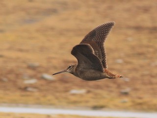 ヤマシギ - eBird