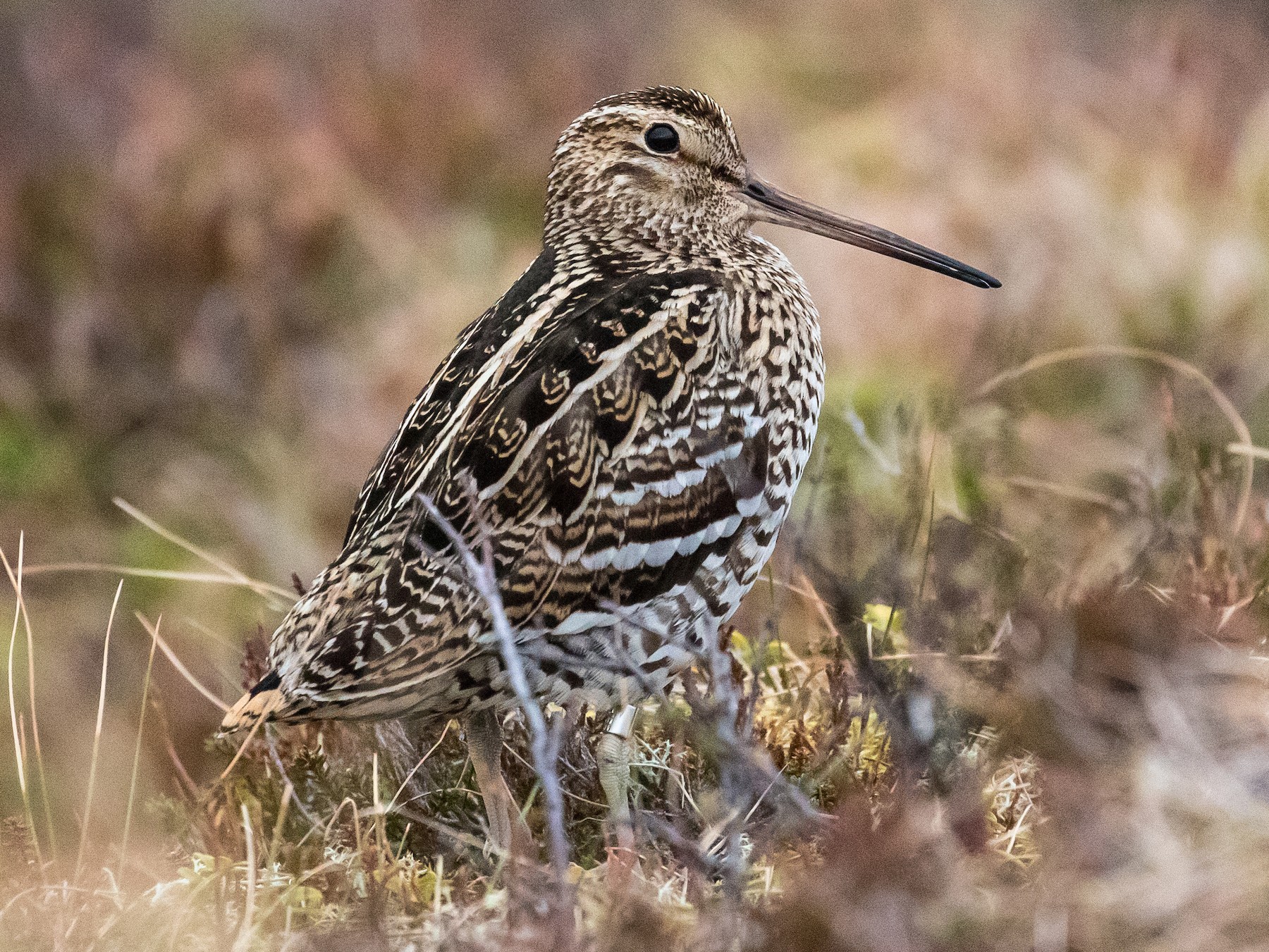 Great Snipe - James Kennerley