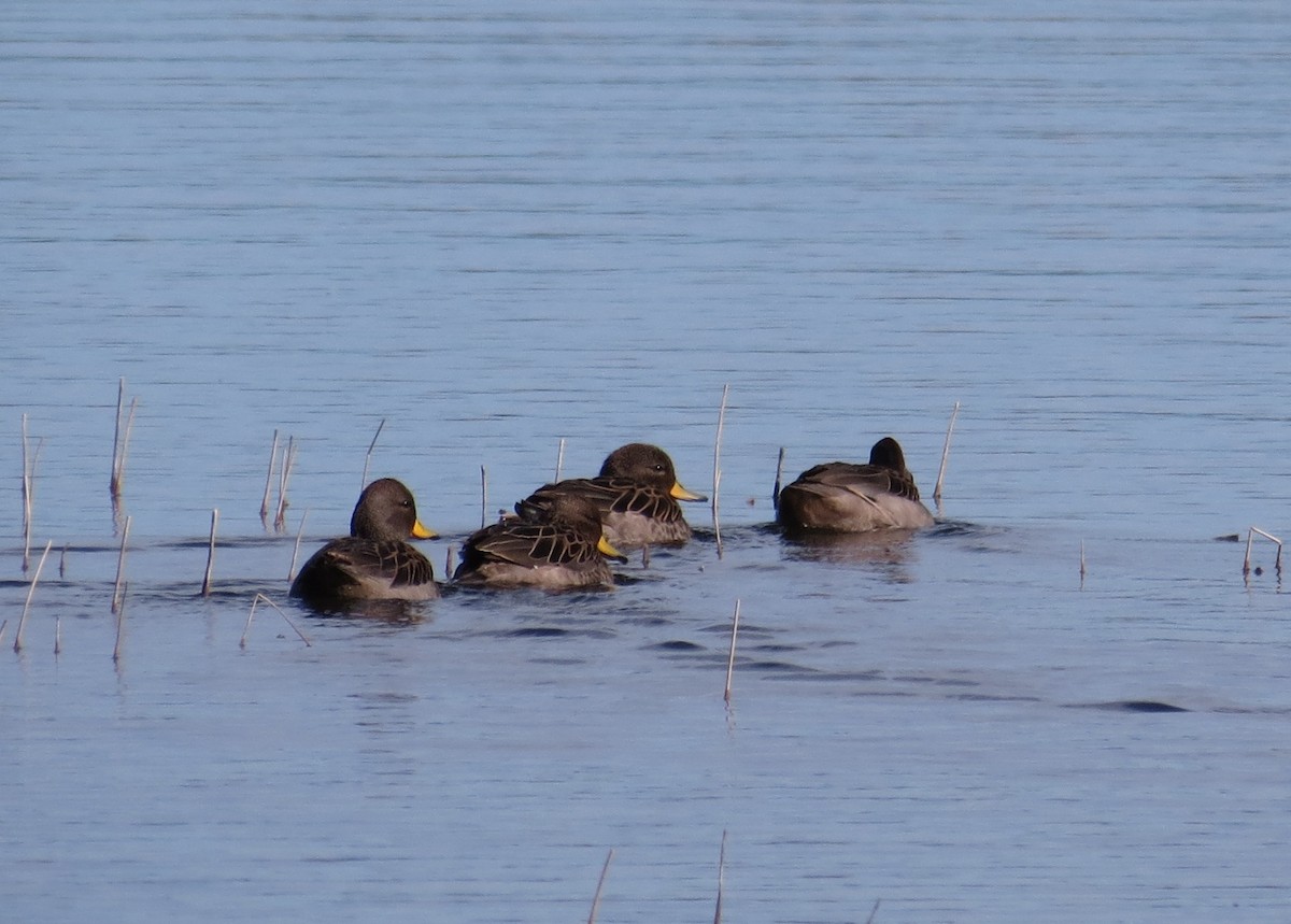 Yellow-billed Teal - Hernán Pastore