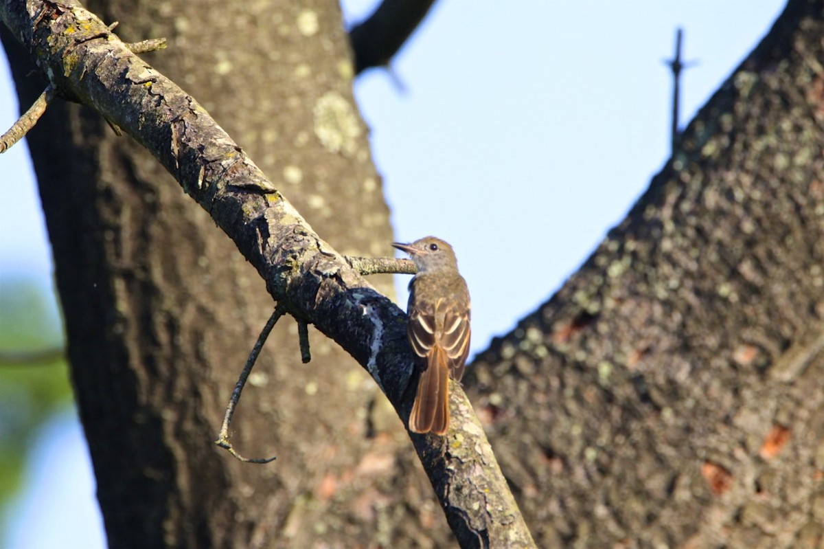 Great Crested Flycatcher - ML253683981