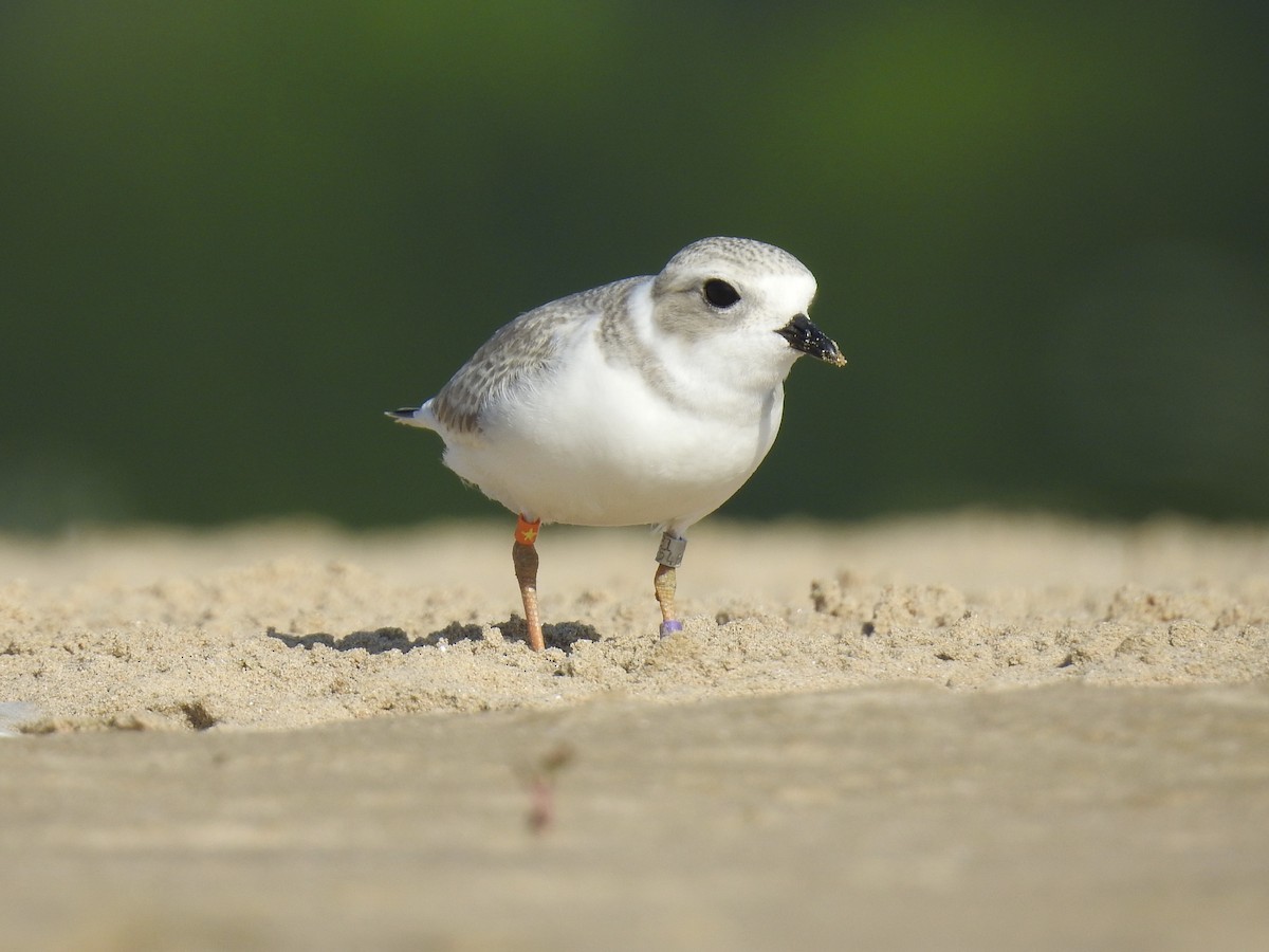 Piping Plover - ML253685741