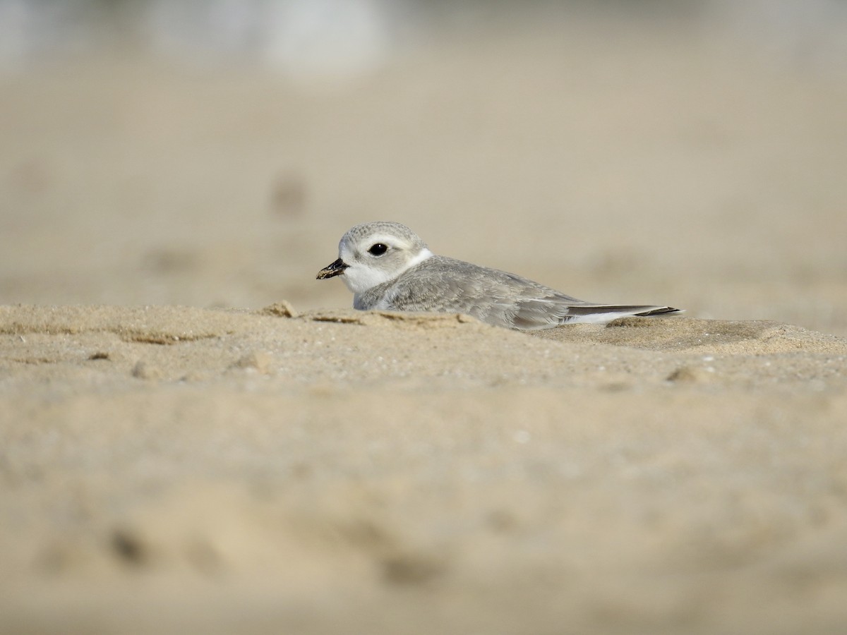 Piping Plover - ML253685771