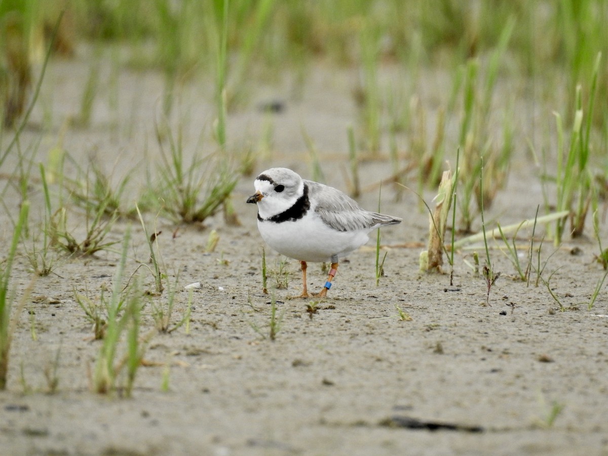 Piping Plover - ML253687321