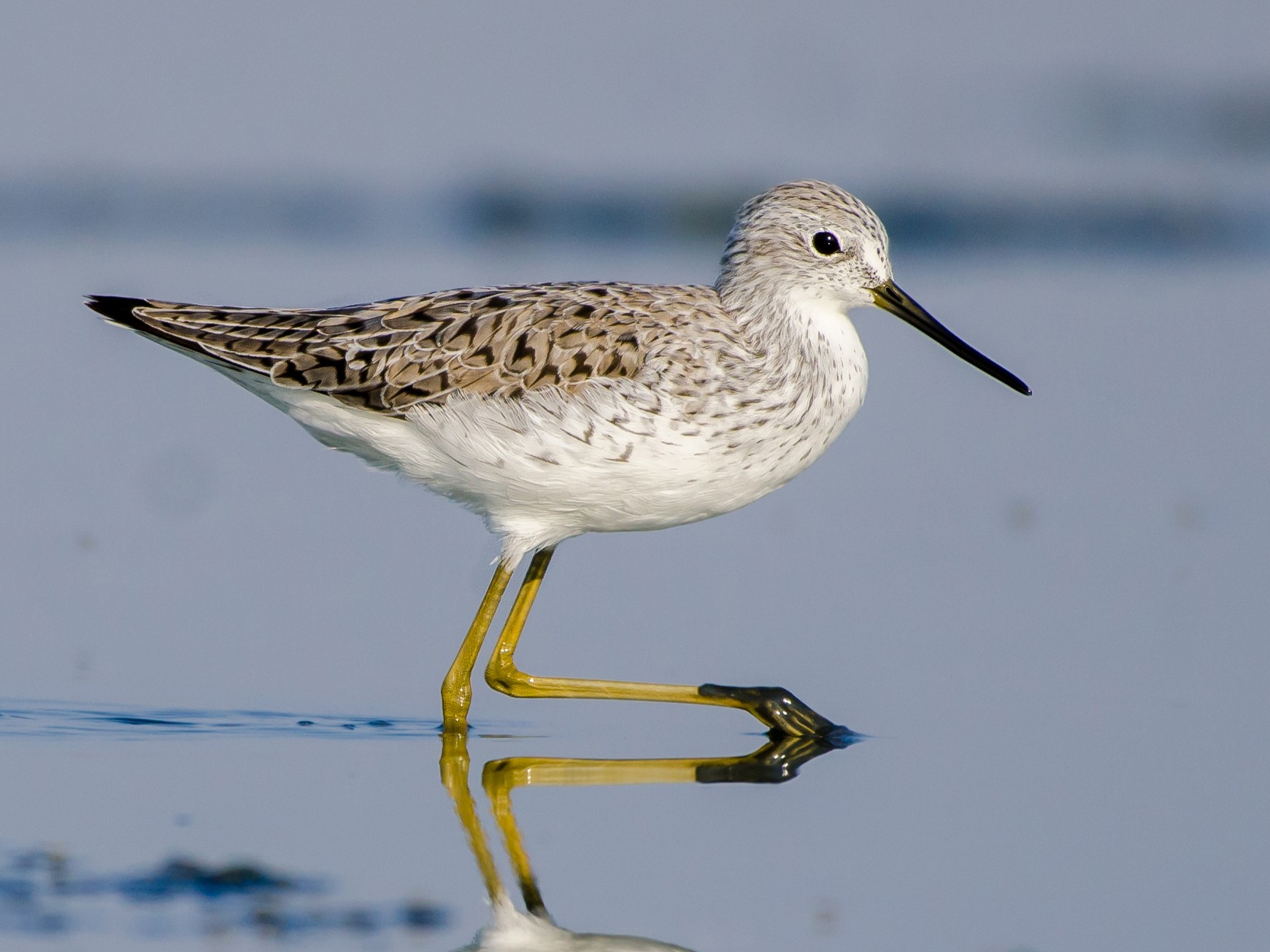 Marsh Sandpiper - Abhiram Sankar