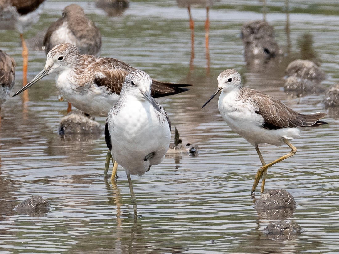 Marsh Sandpiper - Leslie Loh