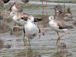 Nonbreeding adult (with Common Greenshank) - Leslie Loh - ML253688291