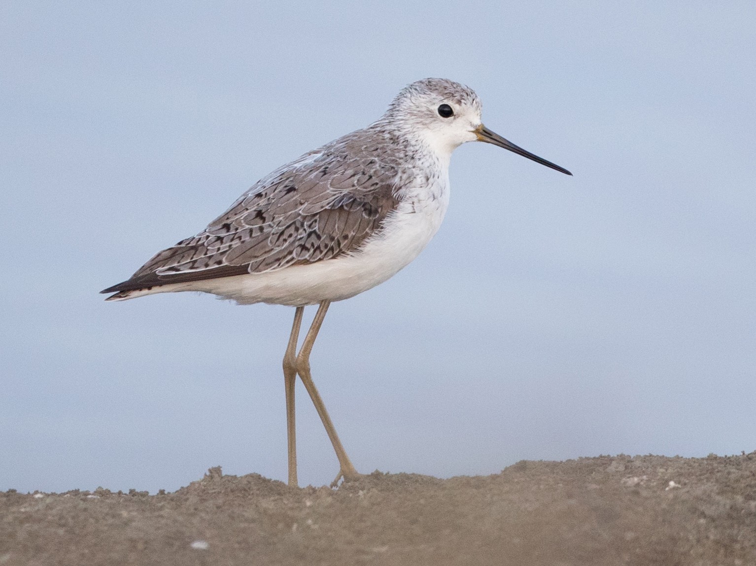 コアオアシシギ Ebird