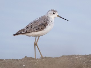 コアオアシシギ - eBird