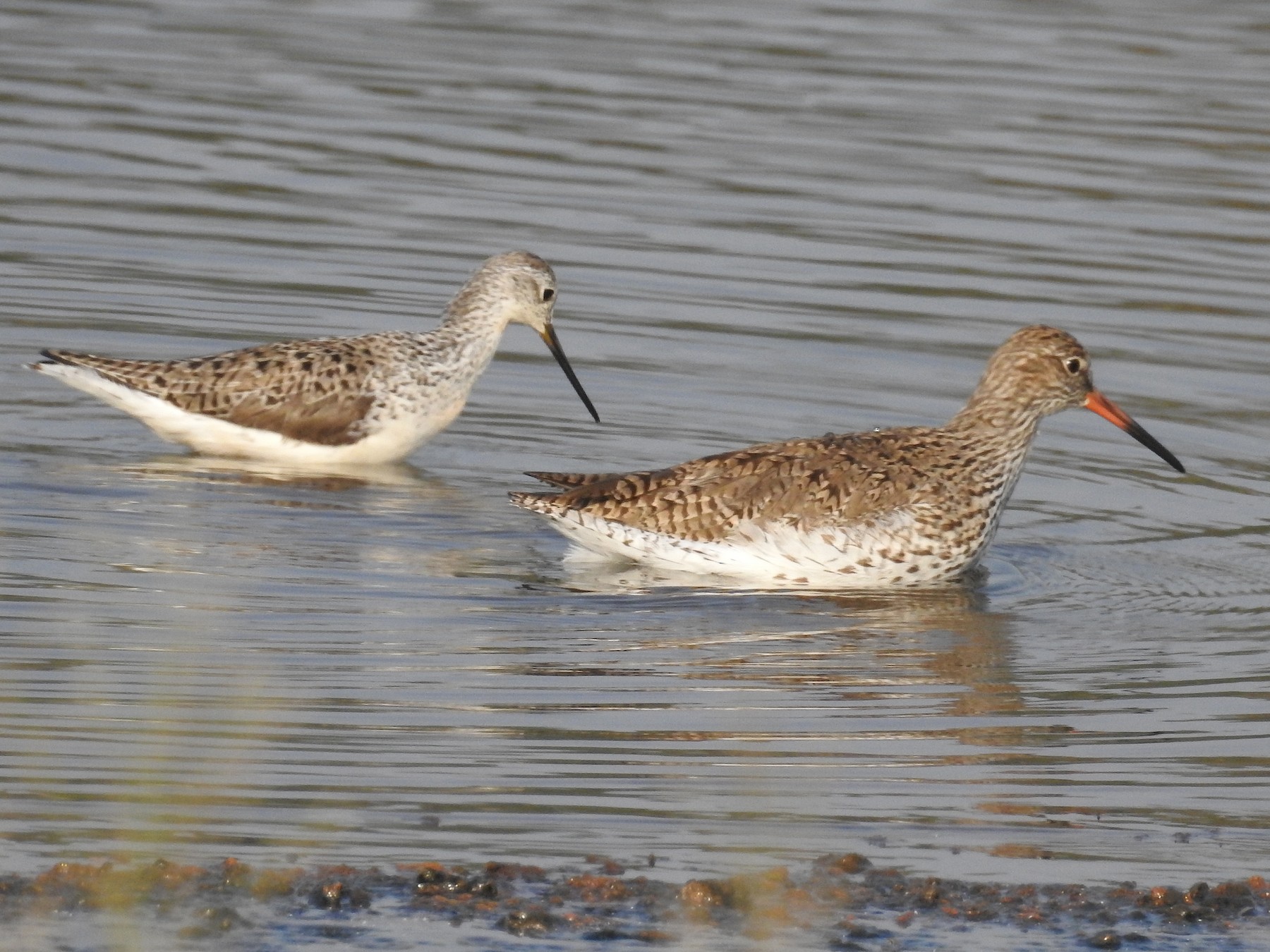 Marsh Sandpiper - Afsar Nayakkan