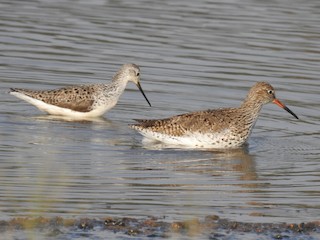 nicht brütender Adultvogel (mit Common Redshank) - Afsar Nayakkan - ML253688331