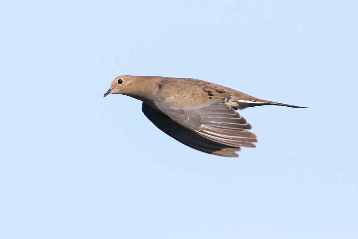 Mourning Dove - Tom Reed