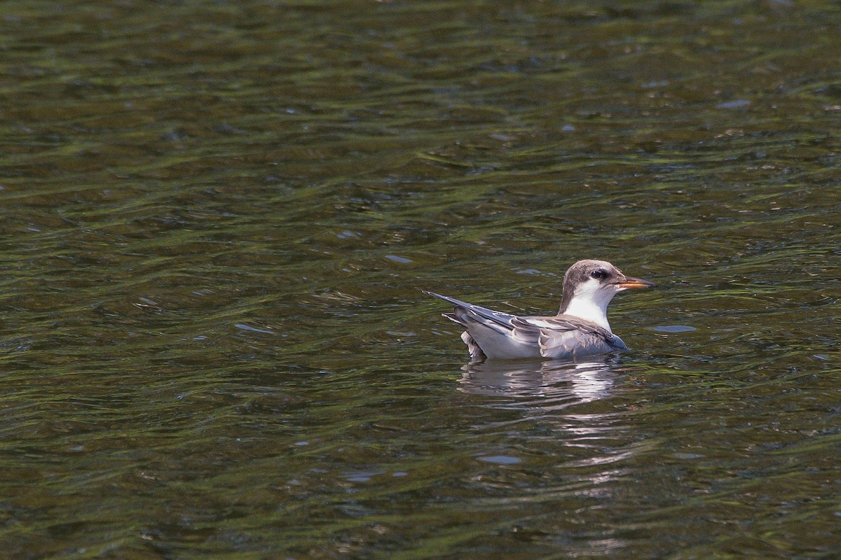 Common Tern - ML253691711
