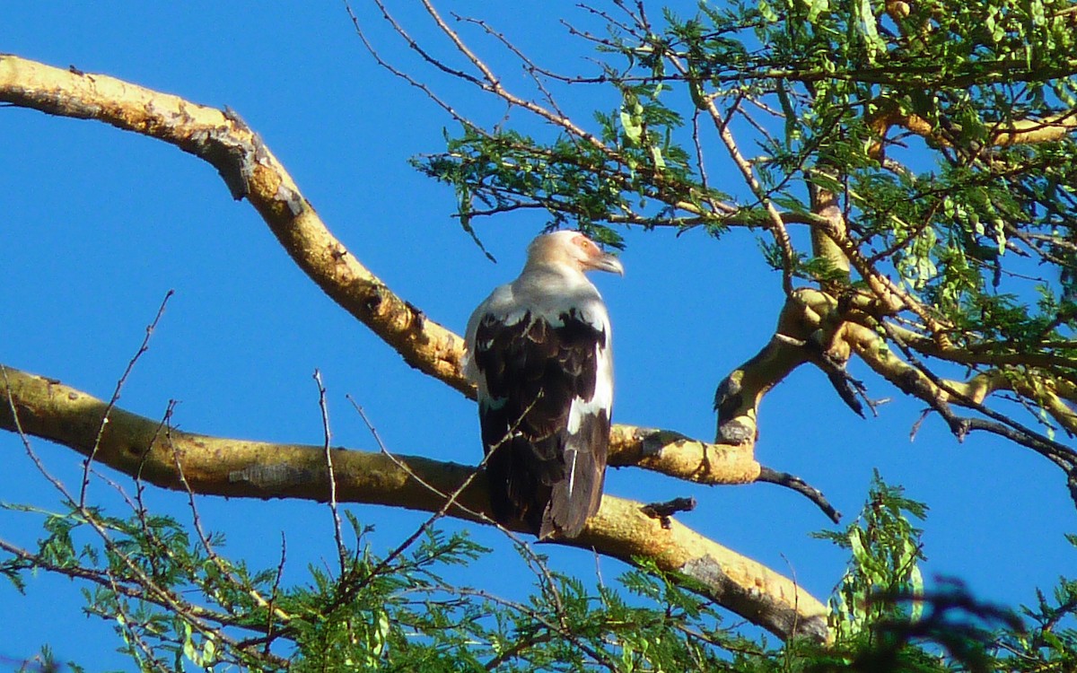 Palm-nut Vulture - eBird Kenya Admin (records)