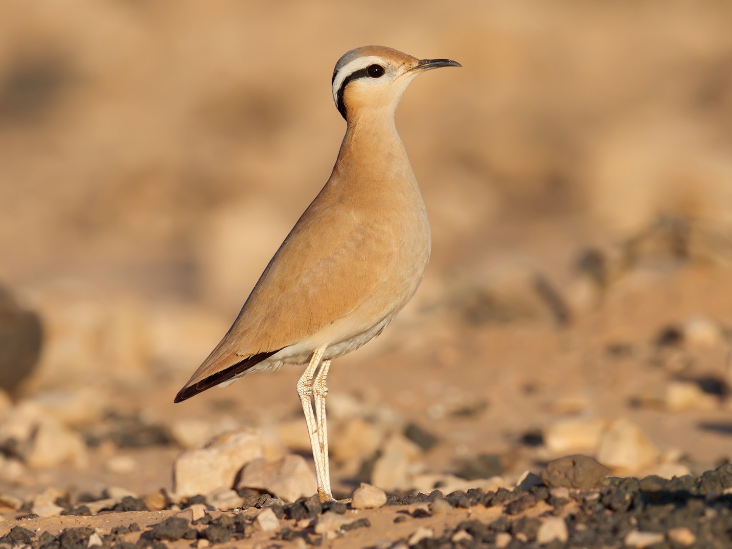 Cream-colored Courser - Daniel Pettersson