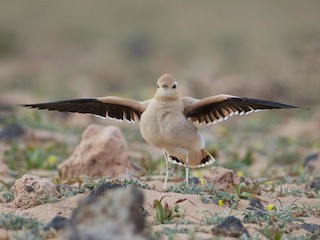 - Cream-colored Courser