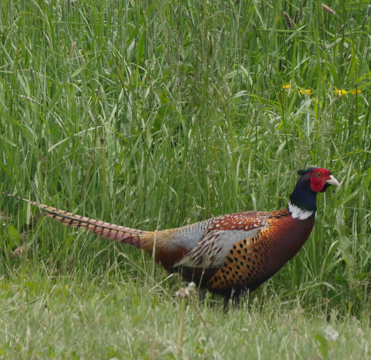 Ring-necked Pheasant - ML253698281