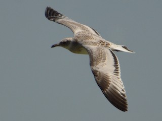 ニシズグロカモメ - eBird