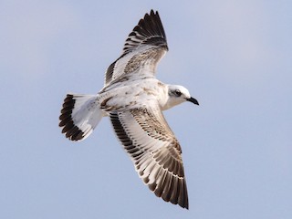 ニシズグロカモメ - eBird