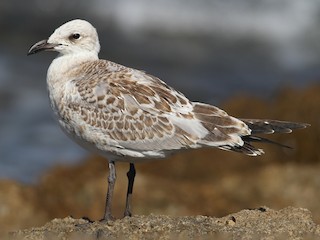 高品質！ニシセグロカモメ　Herring gull　頭骨 ☆即納☆高品質！☆ニシセグロカモメ Herring gull 頭骨
