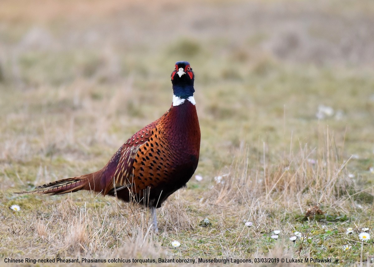 Ring-necked Pheasant - ML253704561