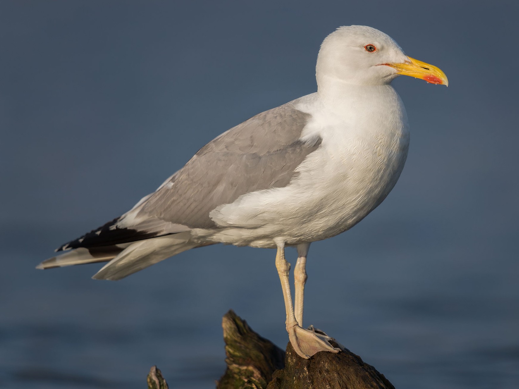 カスピセグロカモメ - eBird