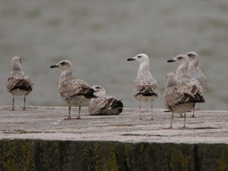 カスピセグロカモメ - eBird