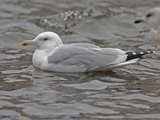 Унверден келген Алочка жыныстық қатынасқа түсуде.