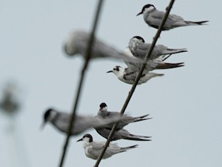นกเต็มวัยชุดขนนอกฤดูผสมพันธุ์หรือนกวัยรุ่น (with Whiskered Tern) - JingZu Tu - ML253708271