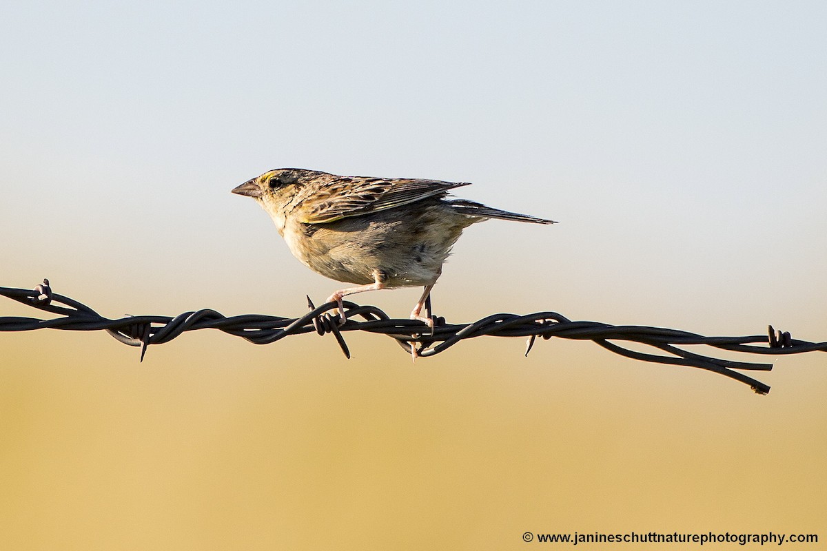 Grasshopper Sparrow - Janine Schutt