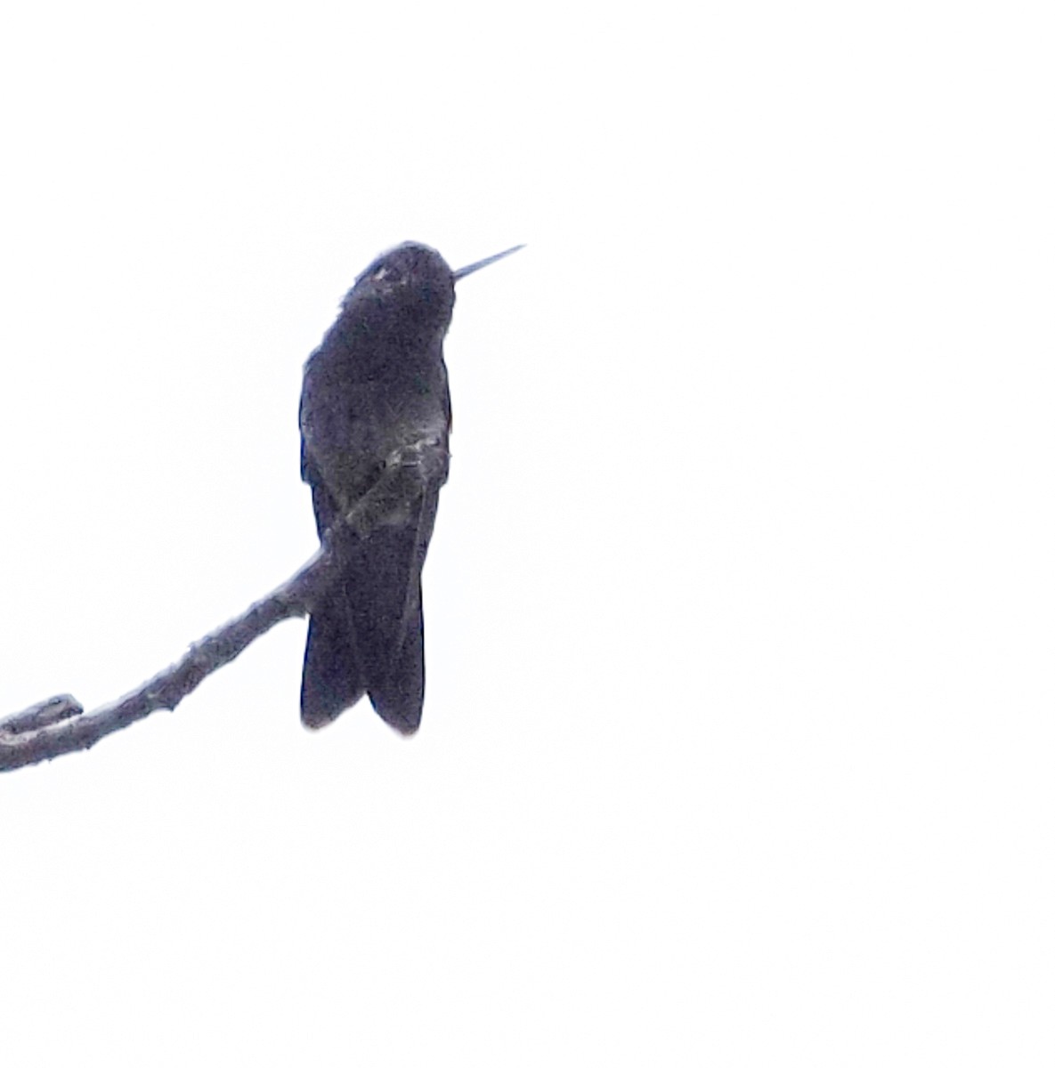 Broad-billed Hummingbird - Susan Mac