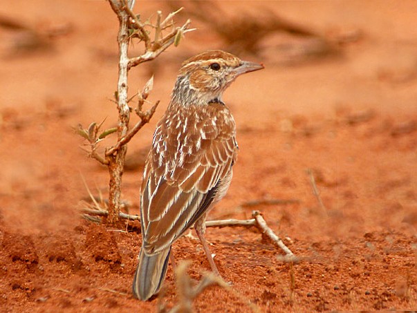 Collared Lark - Nik Borrow
