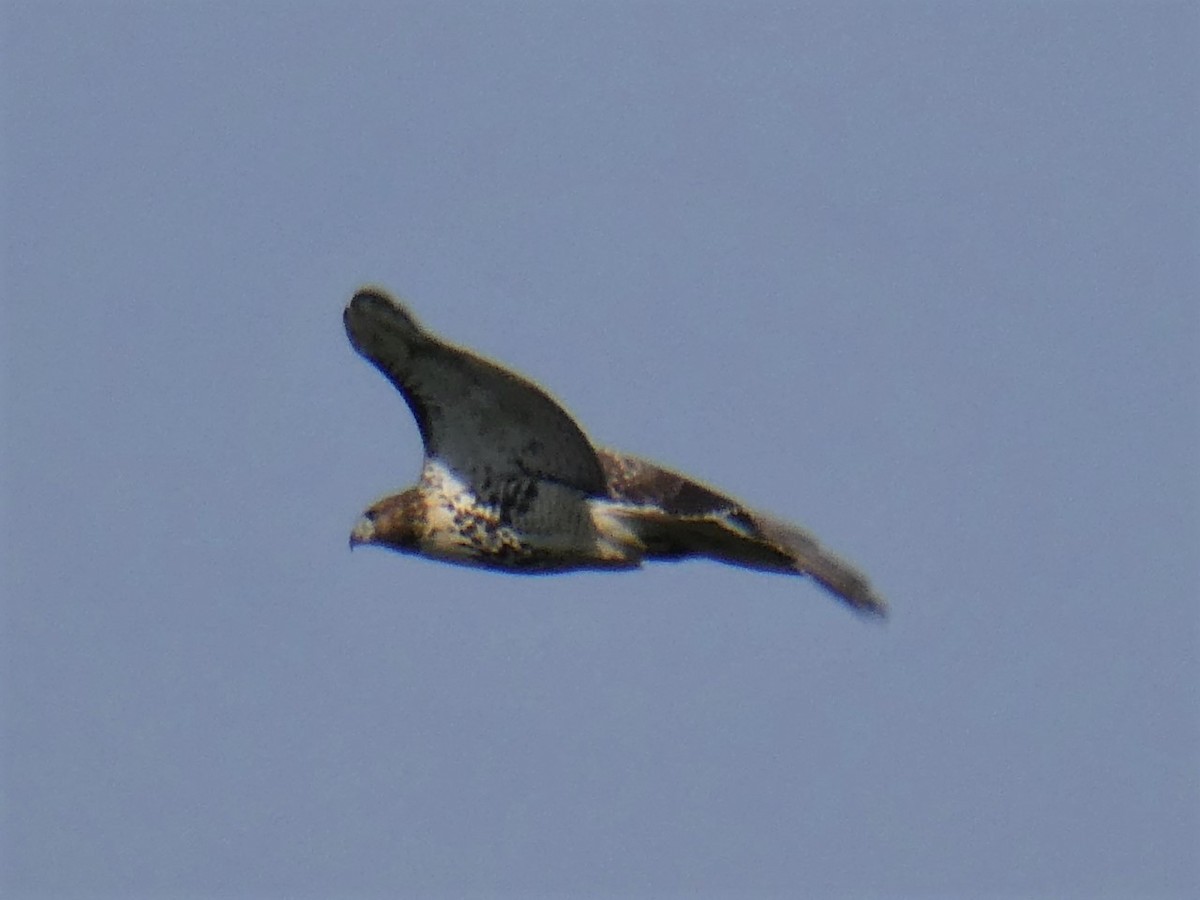 Red-tailed Hawk - ML253718071