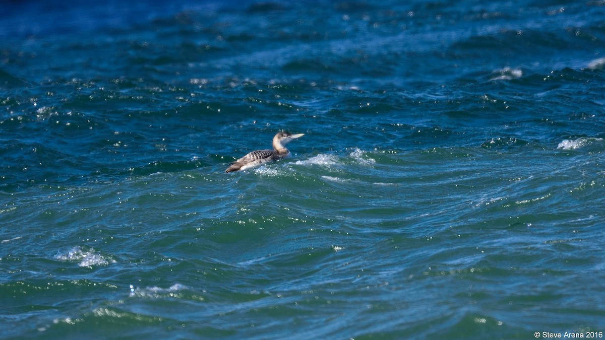 Yellow-billed Loon - Anonymous