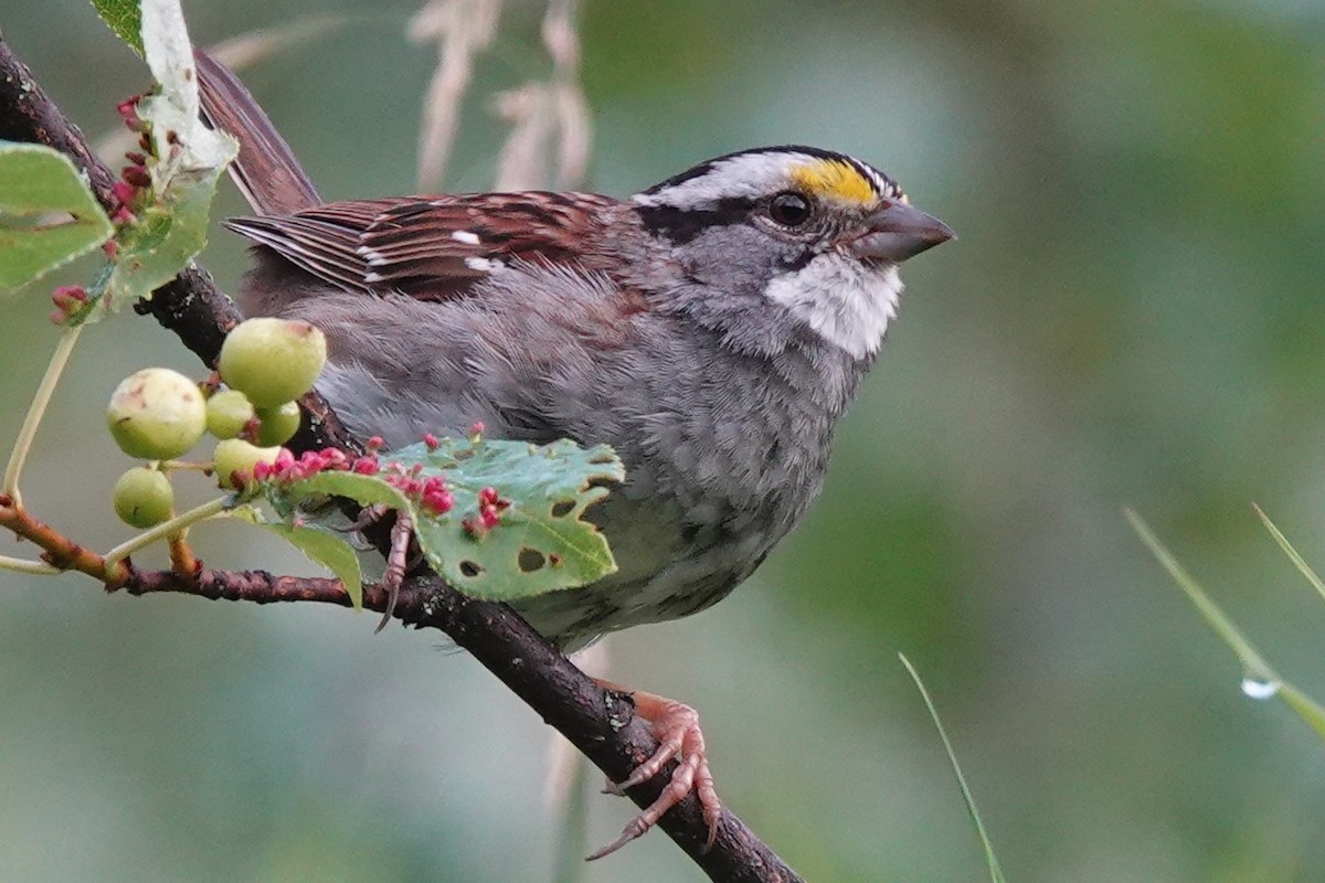 White-throated Sparrow - Mike Blancher