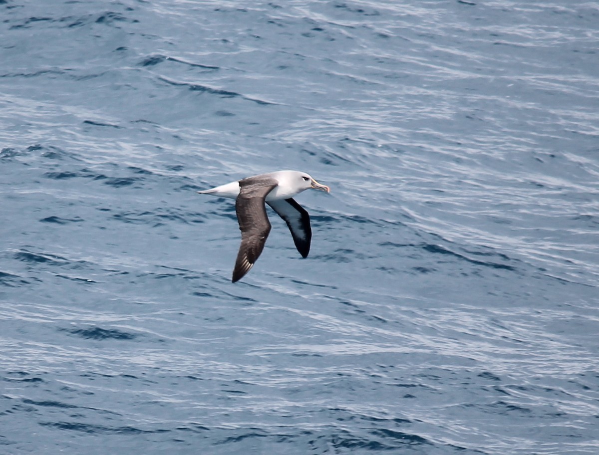 Сероголовый альбатрос - ML253721961