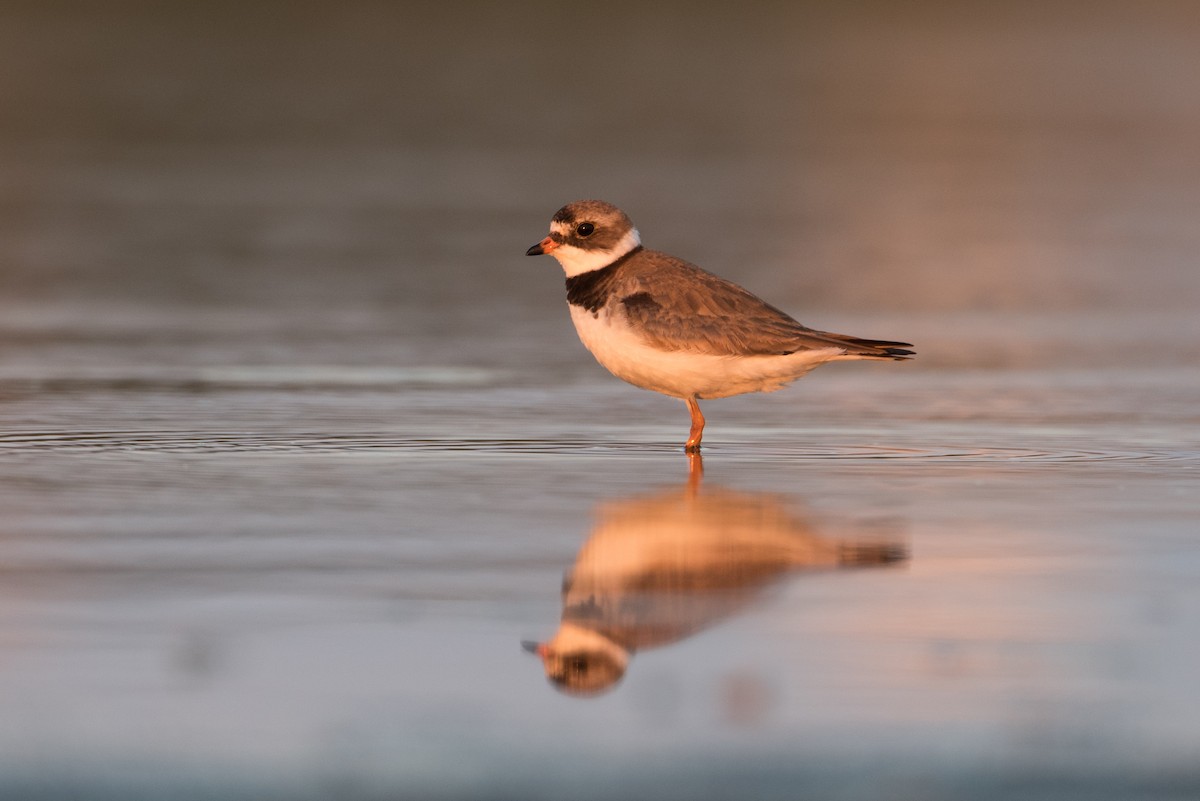 Semipalmated Plover - ML253723481