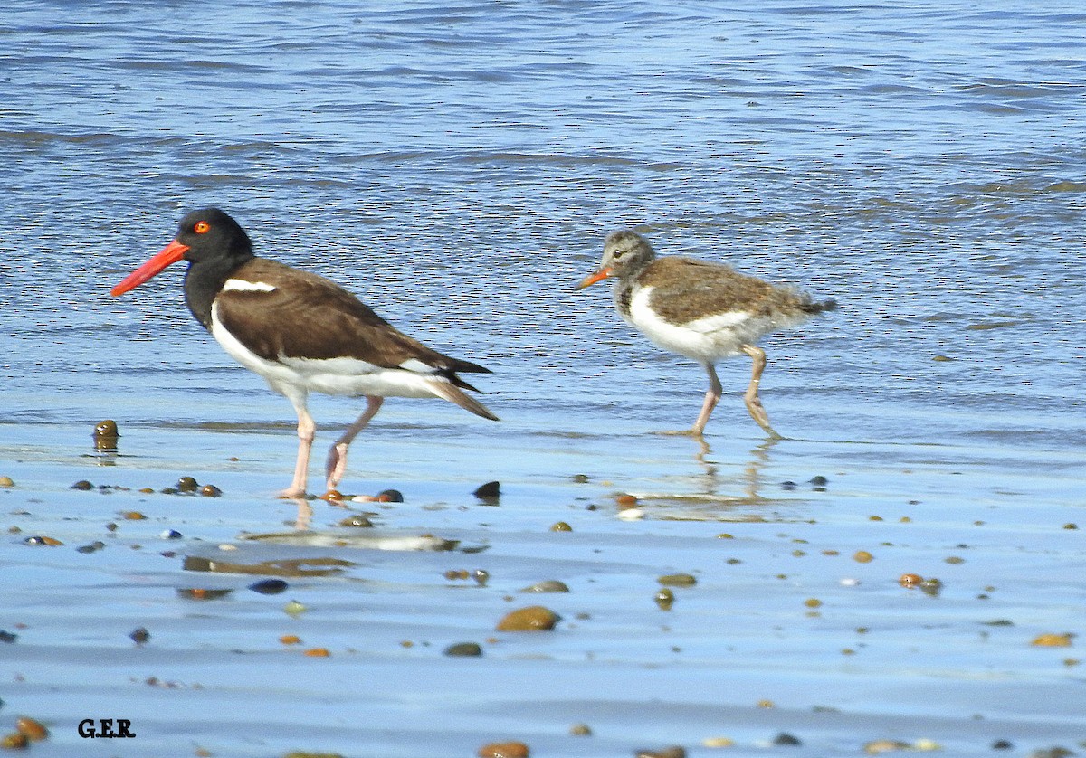 American Oystercatcher - Guillermo Rost