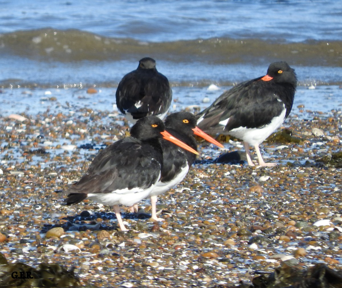 Magellanic Oystercatcher - Guillermo Rost
