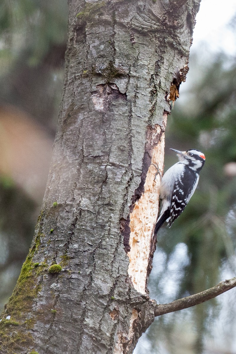 Hairy Woodpecker (Eastern) - Chris Wood