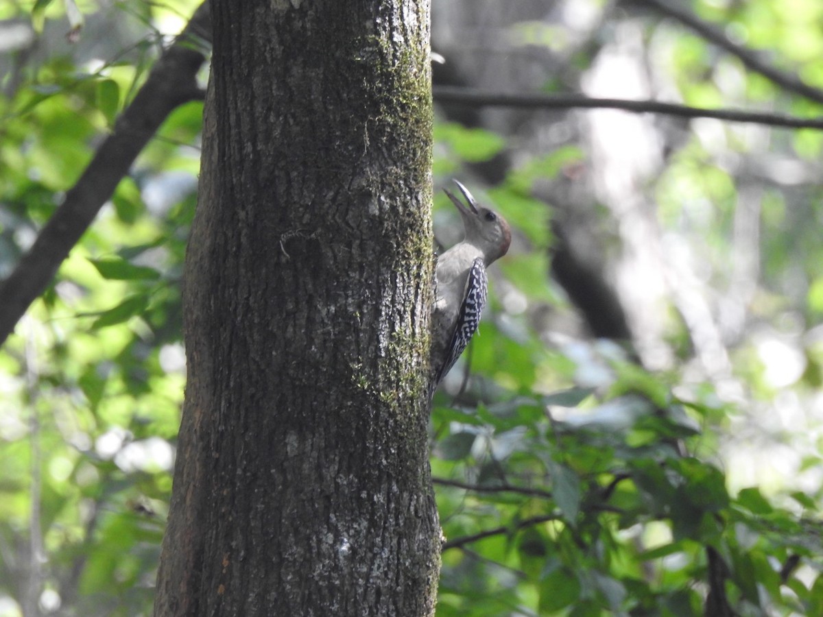 Red-bellied Woodpecker - ML253738071