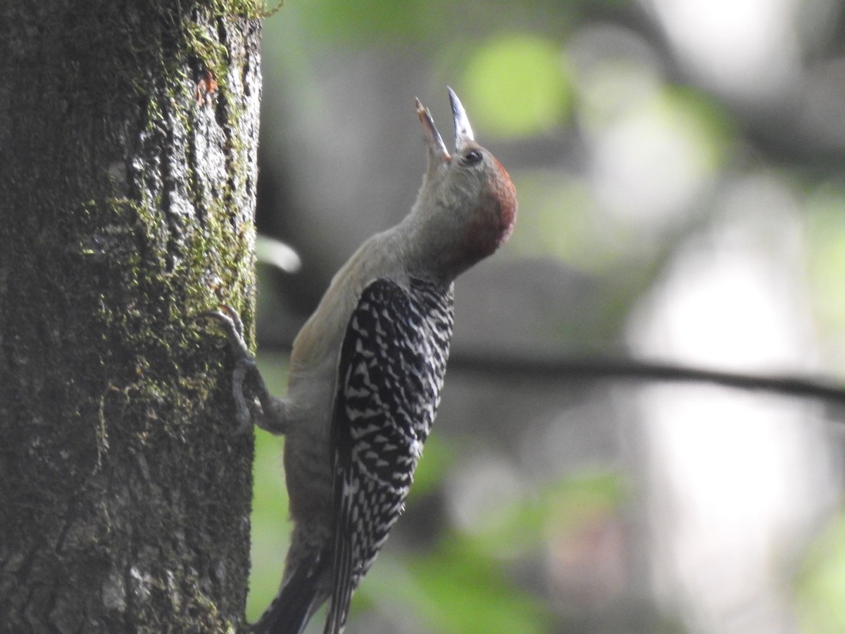 Red-bellied Woodpecker - ML253738081