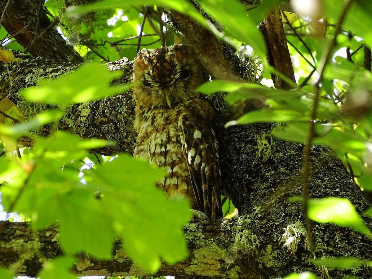 Tawny Owl - ML253738651